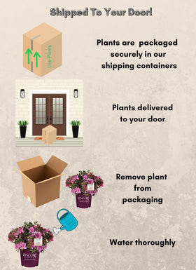  Encore Azalea Autumn Sangria container-planting suitable for patios and entryways