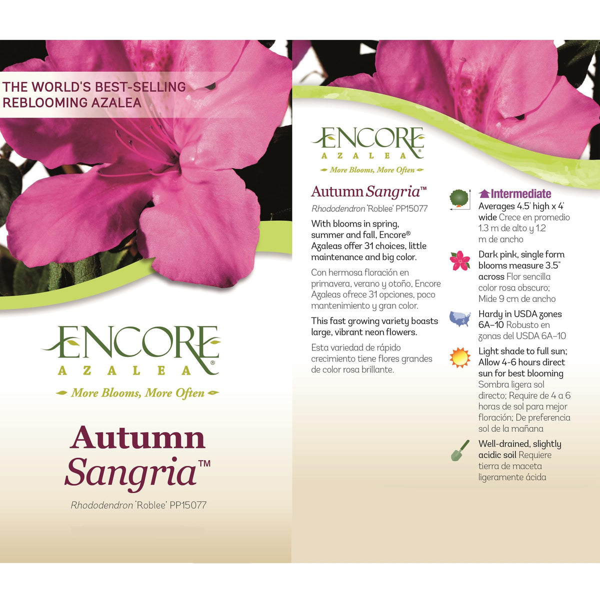  Encore Azalea Autumn Sangria dense shrub form suitable for year‑round interest