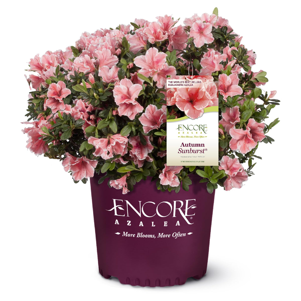 Encore Azalea Autumn Sunburst bloom with coral-pink petals and white edges for vibrant spring color