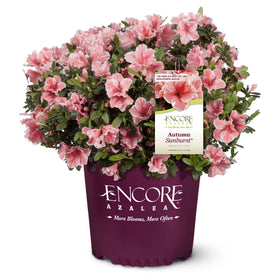 Encore Azalea Autumn Sunburst bloom with coral-pink petals and white edges for vibrant spring color