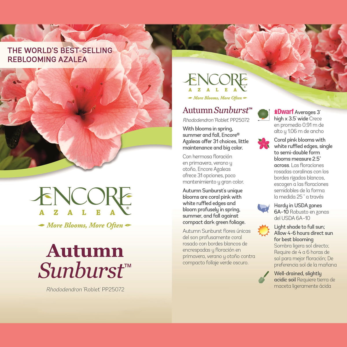 Encore Azalea Autumn Sunburst in a container showing compact form and year-round appeal
