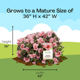  Encore Azalea Autumn Sunburst new shoots indicate healthy growth after shipping