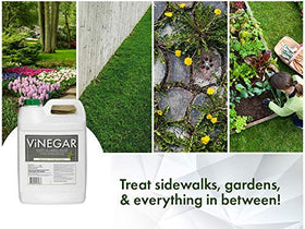 Energen Vinegar Weed Killer spray action on stubborn lawn weeds