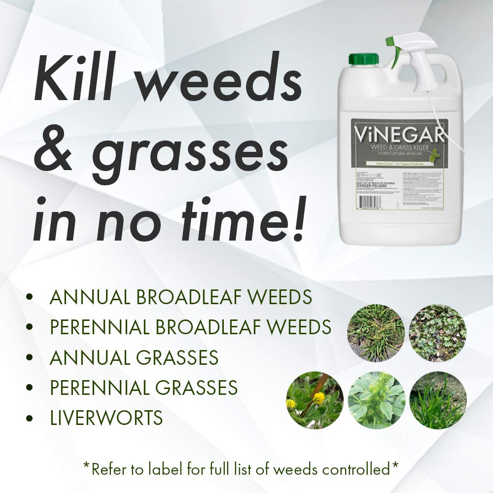 Energen weed killer on stubborn weeds along sidewalk edge