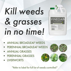 Energen weed killer on stubborn weeds along sidewalk edge