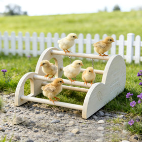Enrichoice waterproof PVC roosting stand stays clean and weatherproof for year-round use.