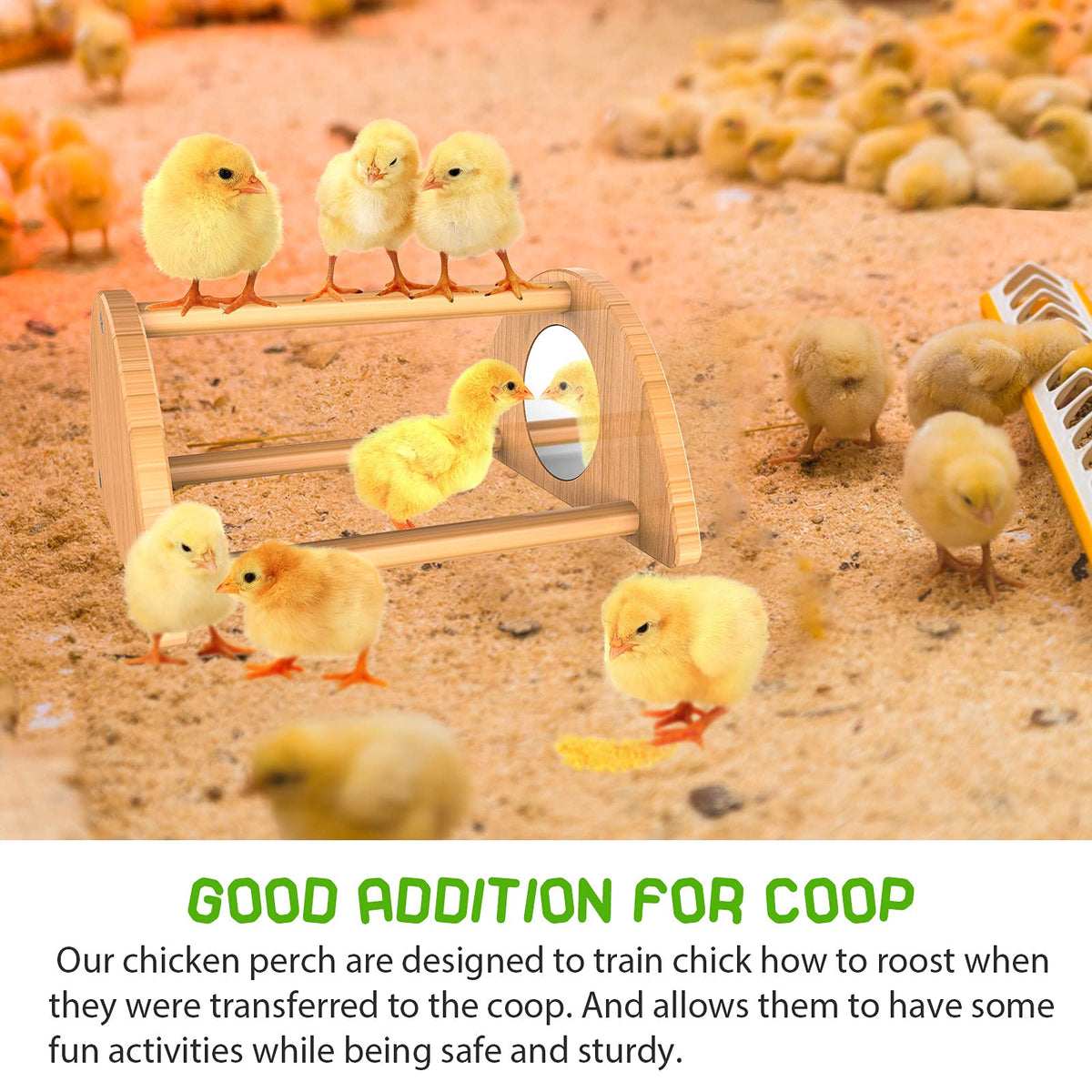 Chicks perched on the Ensayeer setup during brooder time
