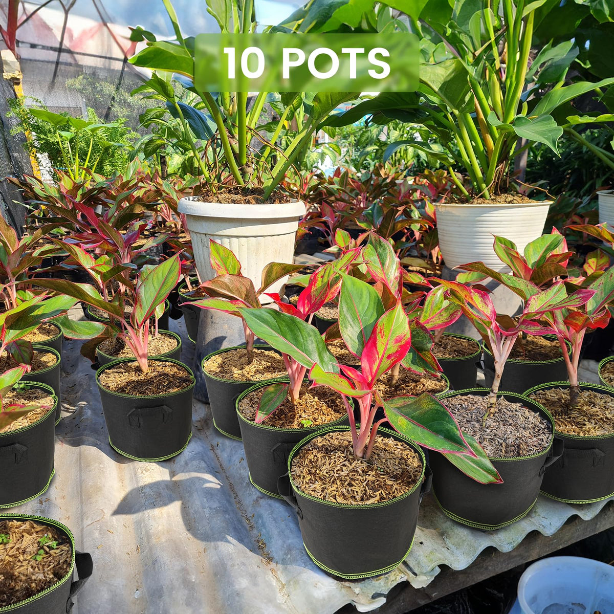 Eowllo Grow Bags support up to 50 lbs of soil and plants.