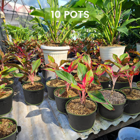 Eowllo Grow Bags support up to 50 lbs of soil and plants.