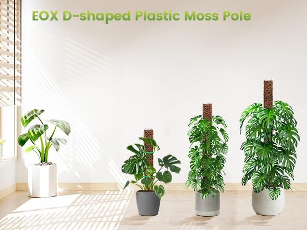 EOX vertical growth for Monstera with these poles.