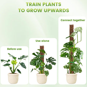 Indoor climbing plants using EOX moss pole for neat vertical growth