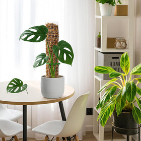 EOX Monstera climbing setup in pot using moss pole support.