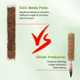 In-pot moss pole setup with climbing plant secured to pole