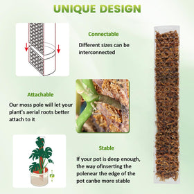EOX moss pole in pot setup aids climbing plants' training.