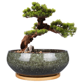 EPFamily 8-inch ceramic bonsai planter with glaze, ideal for showcasing succulents indoors.