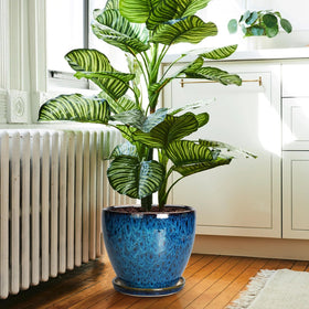 EPFamily blue ceramic planter showing drainage hole and saucer for tidy watering.