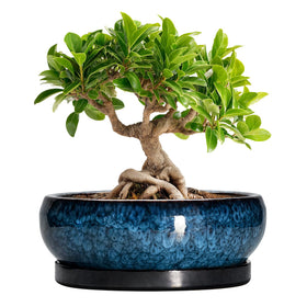 EPFamily blue glazed 8-inch bonsai pot ideal for indoor display of succulents