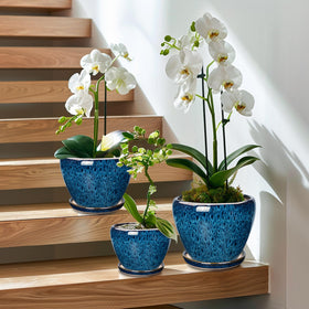 EPFamily gift-ready blue planter set ideal for plant lovers