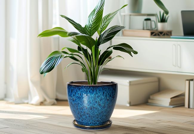 EPFamily large 10-inch plant pot ideal for bigger indoor plants.