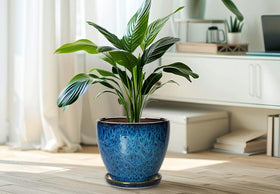 EPFamily large 10-inch plant pot ideal for bigger indoor plants.