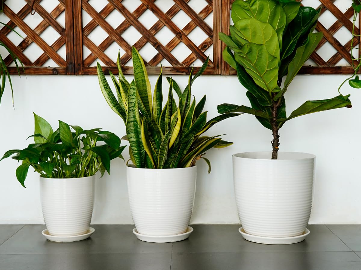EPFamily 8inch planter in an office desk setup for greenery.