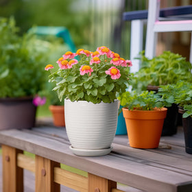 EPFamily pot includes removable tray for mess-free plant care