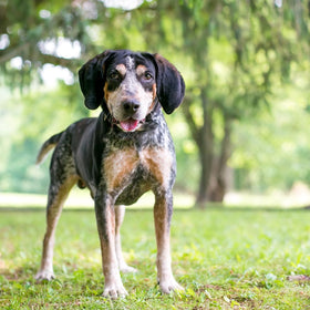 EPIC REPELLENTS Dog Scram yard application highlights deterrence and training use
