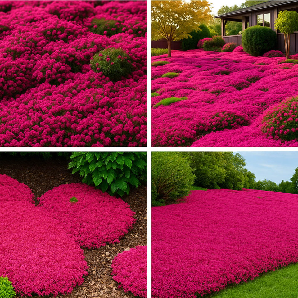 EquSym 30,000-seed bulk-pack for broad ground cover and lawn texture