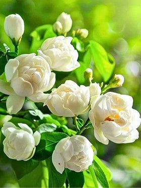 EquSym 400+ jasmine seed pack ready for easy home gardening.