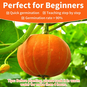 EquSym Blue Jarrahdale pumpkin seeds for flavorful, colorful pumpkins in fall garden
