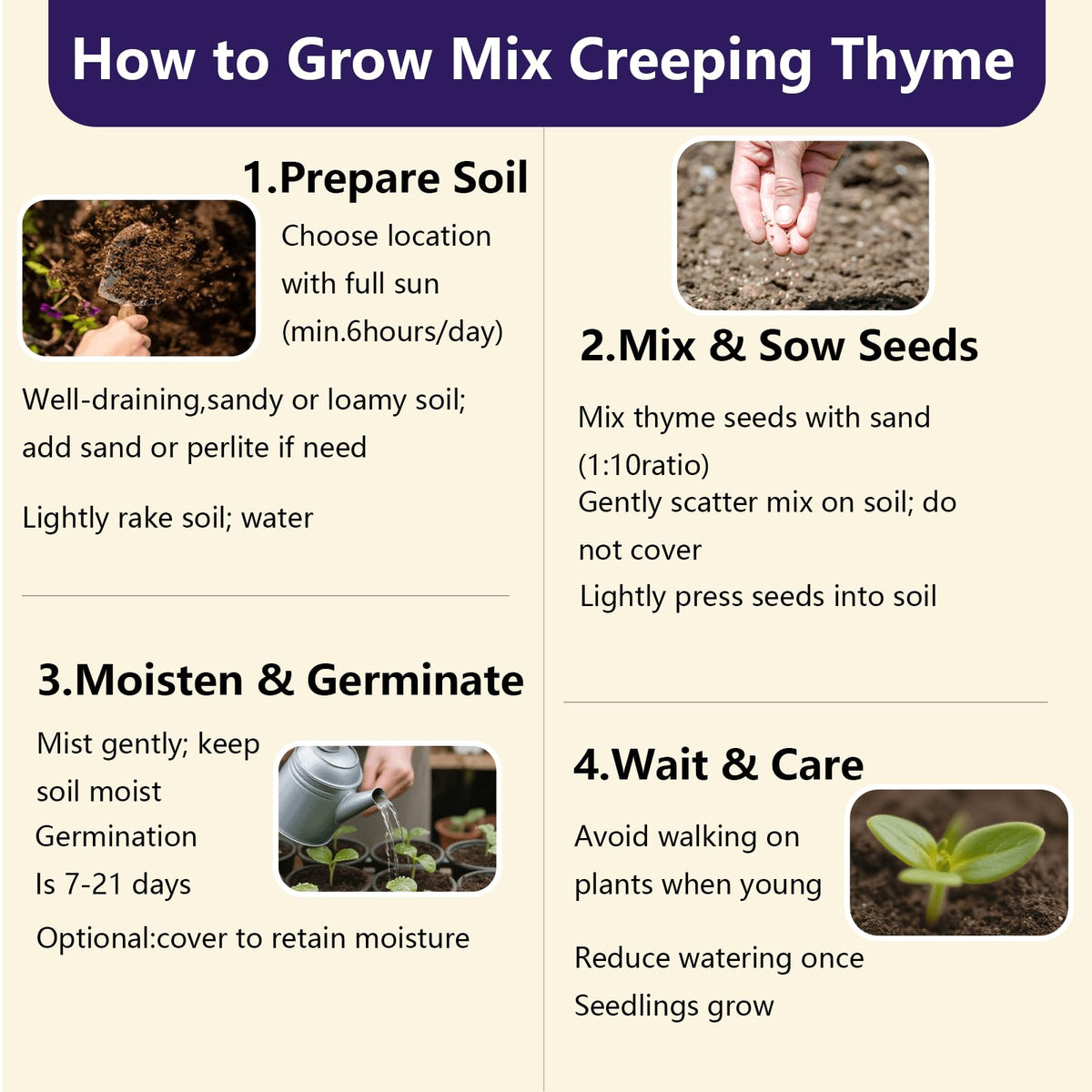 EquSym Creeping Thyme supports pollinators, attracting bees, butterflies, and hummingbirds.