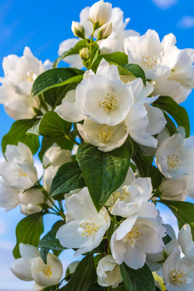 EquSym gift-ready jasmine seed pack for budding gardeners.