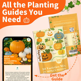 EquSym Jack Be Little pumpkin seeds perfect for compact spaces and small decorative pumpkins