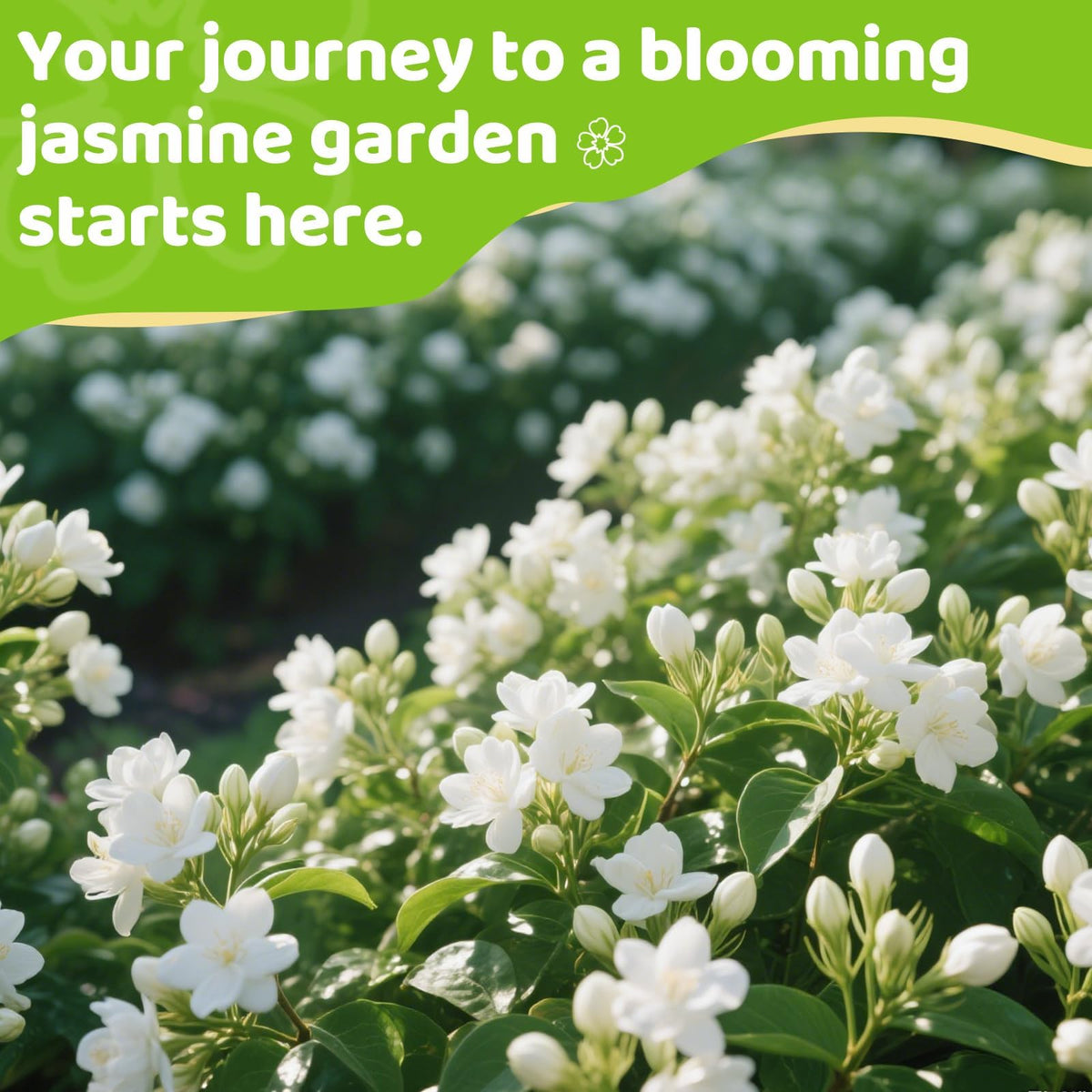 EquSym jasmine blooms climb trellis, creating a fragrant vertical display.