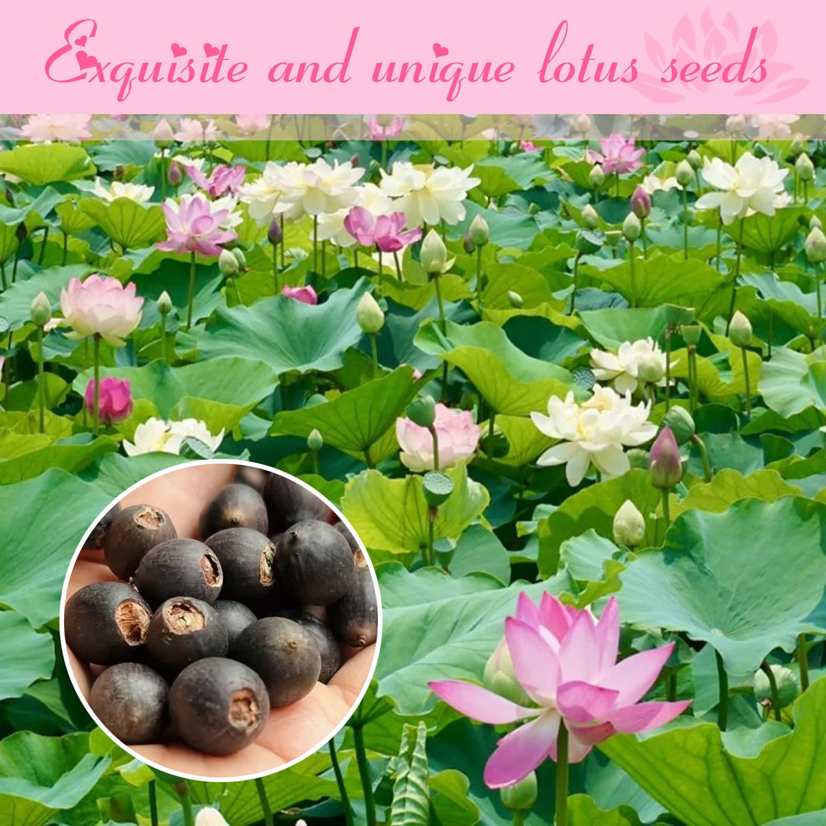 EquSym Lotuses in mixed colors create vibrant focal points in water gardens.