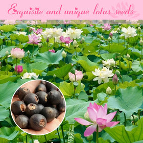 EquSym Lotuses in mixed colors create vibrant focal points in water gardens.