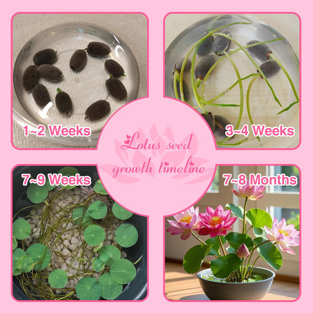 EquSym Gift Set captures nature lovers with beautiful lotus seed pairings.