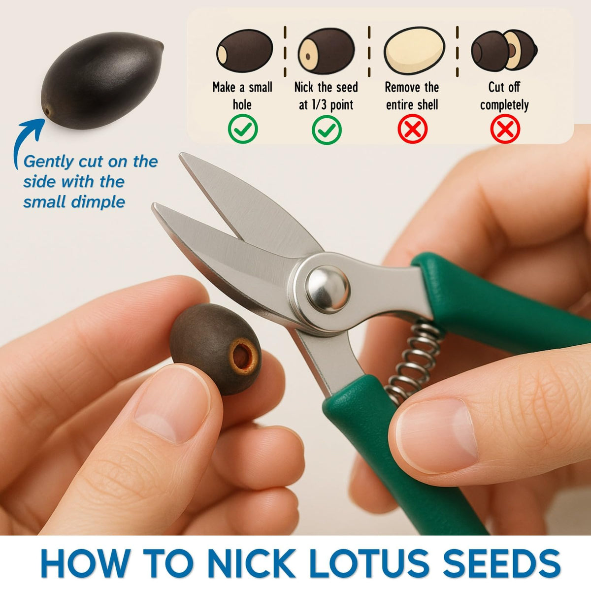 EquSym Planting Guide illustration helps beginners plan healthy lotus growth.