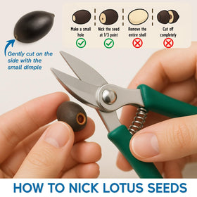 EquSym Planting Guide illustration helps beginners plan healthy lotus growth.