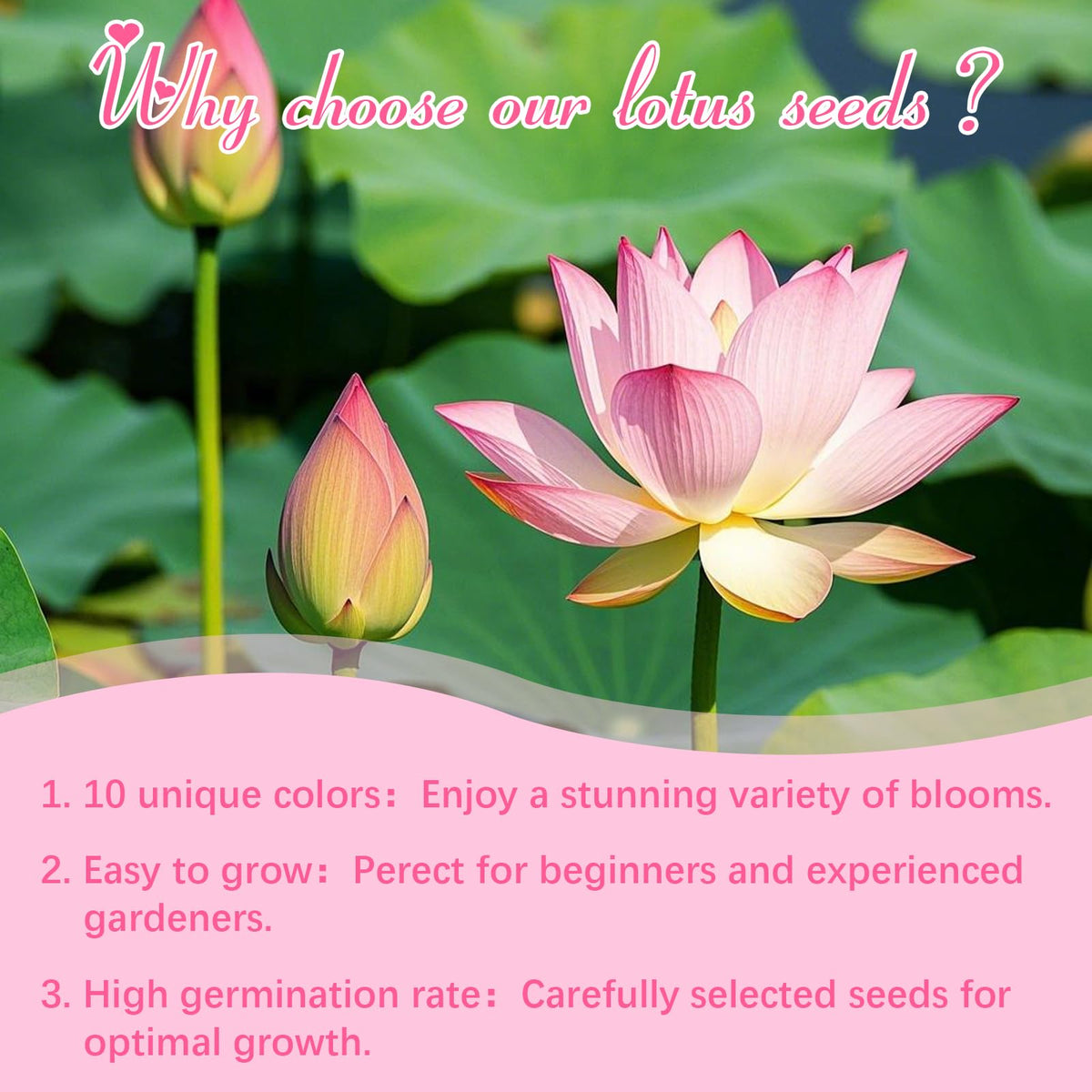 EquSym Lotus Seeds ideal for ponds and water features in home gardens.