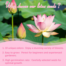 EquSym Lotus Seeds ideal for ponds and water features in home gardens.