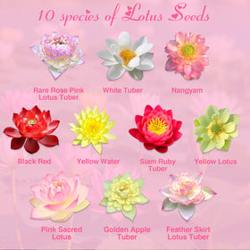 EquSym Lotus Varieties Collection highlights colors and shapes for garden charm.