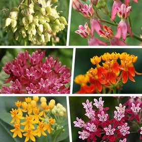 EquSym milkweed close-up emphasizes healthy foliage and sturdy plants for monarchs.