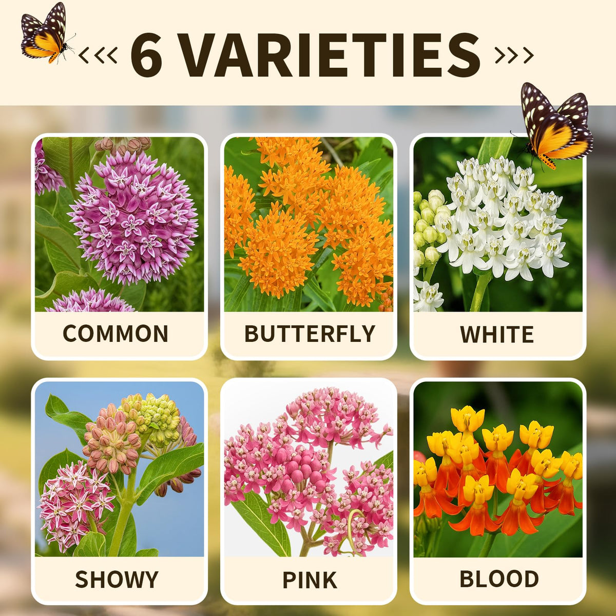 EquSym monarch butterfly garden scene highlights pollinator-friendly habitat.
