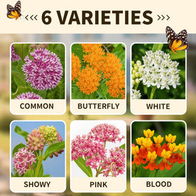 EquSym monarch butterfly garden scene highlights pollinator-friendly habitat.