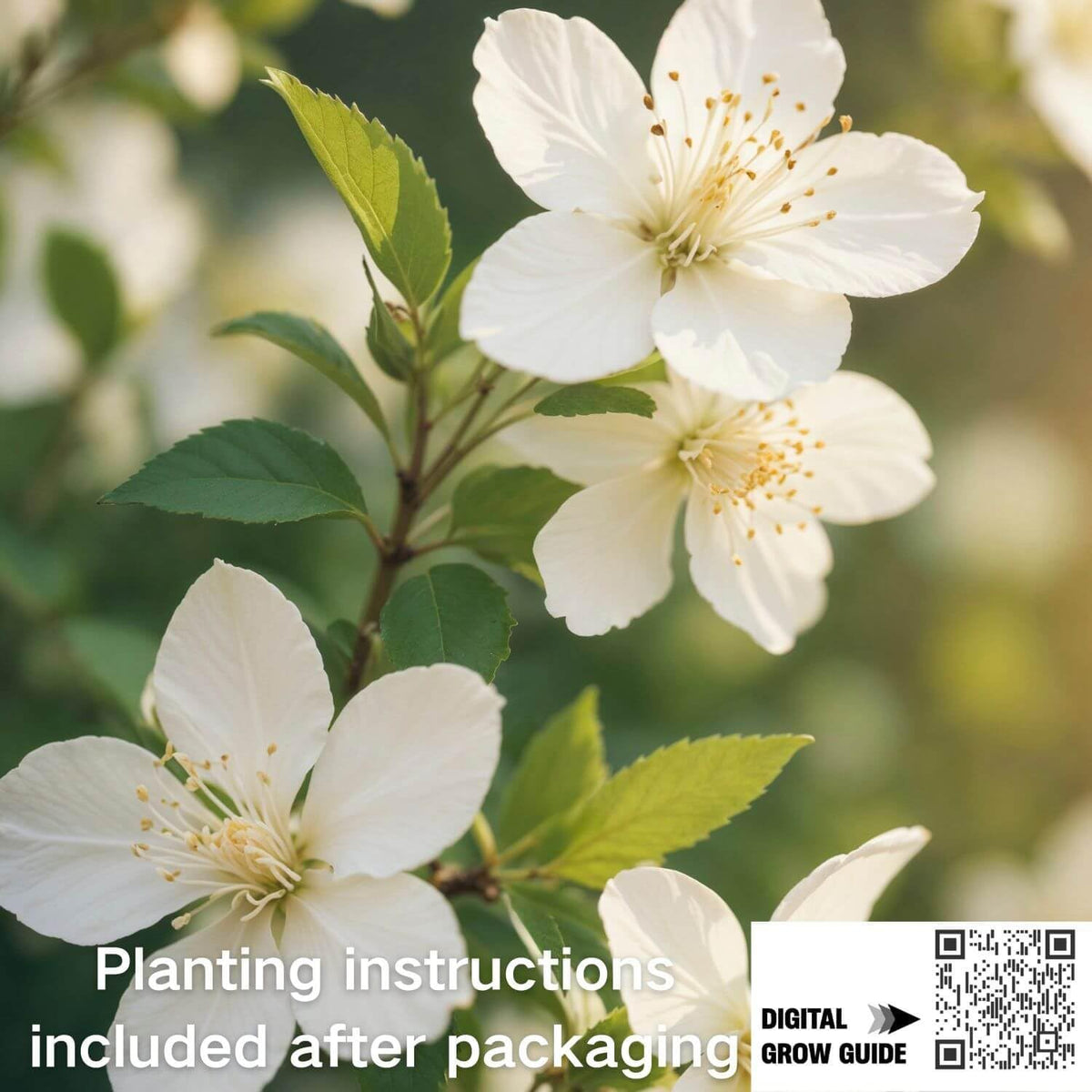 EquSym non-GMO jasmine seeds supporting reliable early growth.