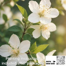 EquSym non-GMO jasmine seeds supporting reliable early growth.