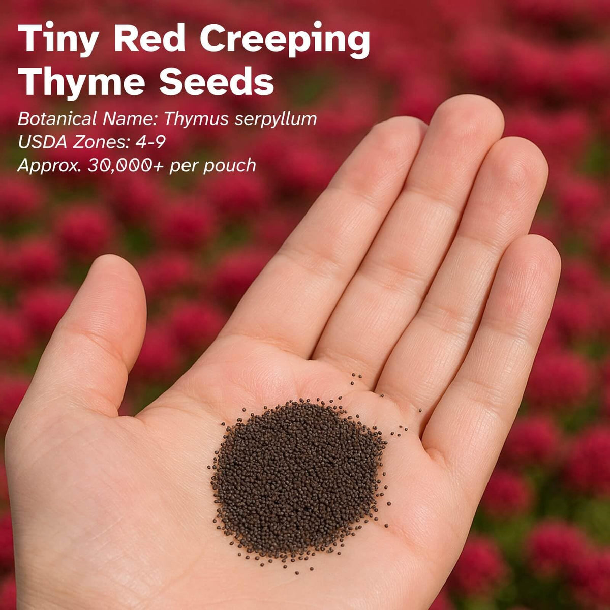 EquSym thyme blooms attract bees and butterflies, supporting pollinators
