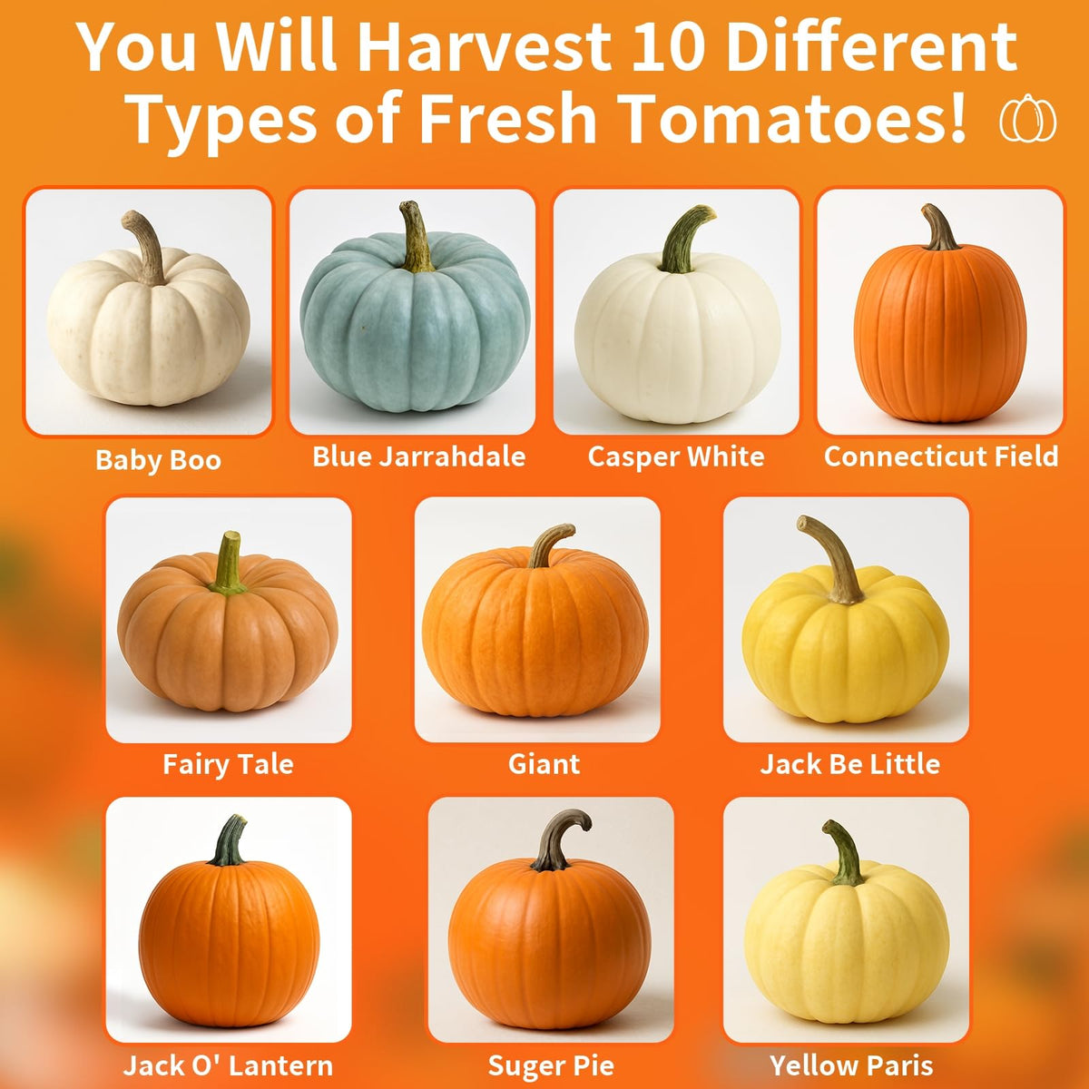 EquSym Sugar Pie pumpkin seeds suited for pies and baking next to fresh harvests