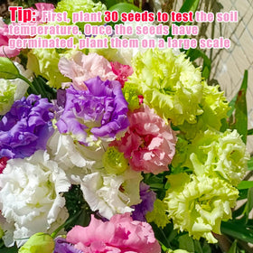 EquSym Eustoma grandiflorum seeds packet ready for easy sprouting indoors.